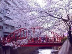 目黒川沿い桜